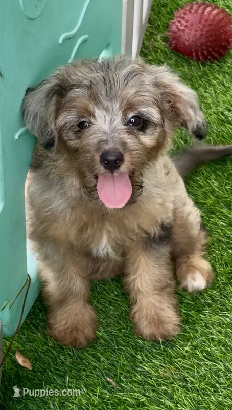 Nova – Miniature Aussiedoodle puppy for sale in Tampa, FL