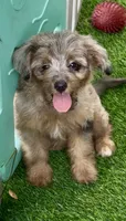 Nova, a female Miniature Aussiedoodle for sale in Tampa, FL – 4 of 10