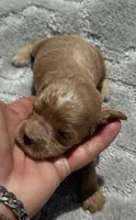 Green F1, a female Cockapoo for sale in Tampa, FL – 2 of 4
