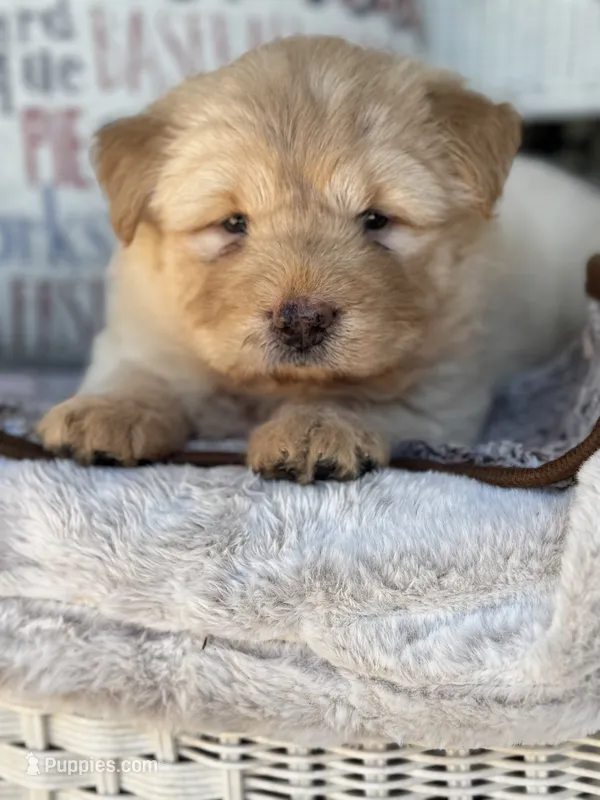 Pumpkin  – Chow Chow, Poodle - Standard  puppy for sale in Ruskin, FL