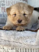 Pumpkin , a female Chow Chow and Poodle - Standard  for sale in Ruskin, FL – 4 of 10
