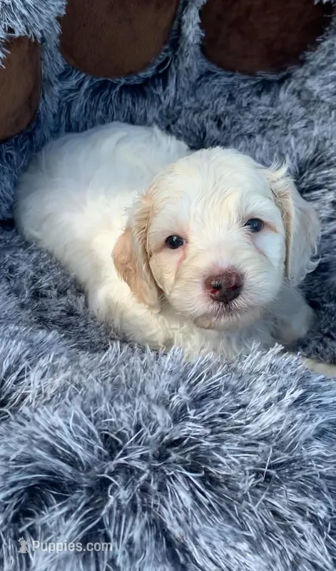Yellow – Cockapoo puppy for sale in Tampa, FL
