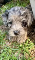 Grey, a male Cockapoo for sale in Tampa, FL – Photo 1 of 2