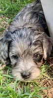 Grey, a male Cockapoo for sale in Tampa, FL – Photo 2 of 2