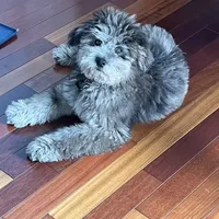 Chowdoodle, a  Chow Chow and Poodle - Miniature  for sale in Tampa, FL – Photo 1 of 10
