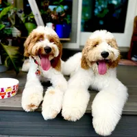 Chowdoodle, a  Chow Chow and Poodle - Miniature  for sale in Tampa, FL – Photo 10 of 10