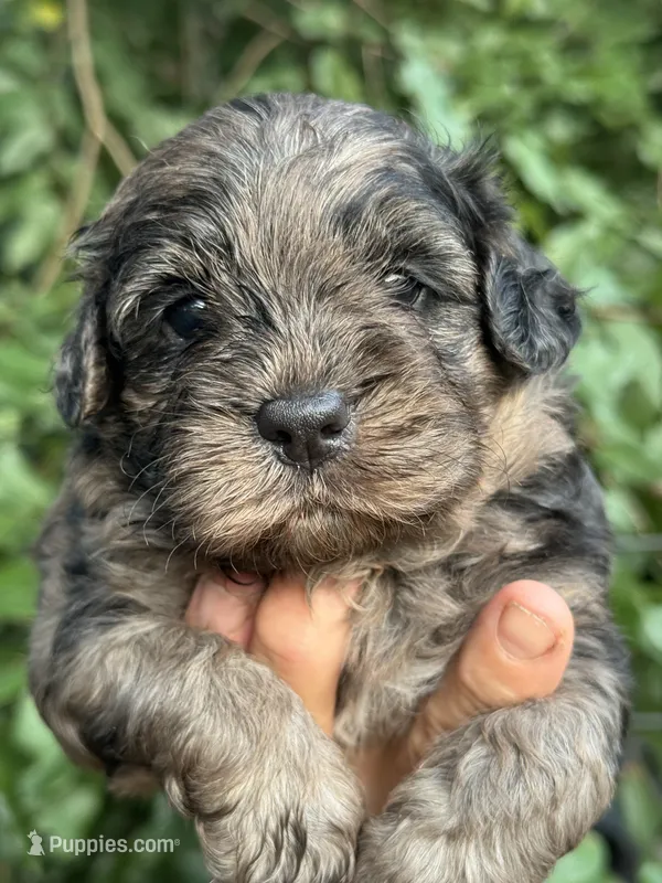 Camo  mini Chowdoodle from DoDo parents  – Chow Chow, Poodle - Miniature  puppy for sale in Tampa, FL