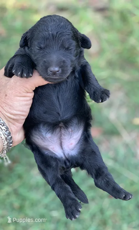 Luna standard Chowdoodle – Chow Chow puppy for sale in Tampa, FL