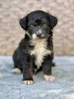 Bear, a male Miniature Aussiedoodle for sale in Tampa, FL – 4 of 10