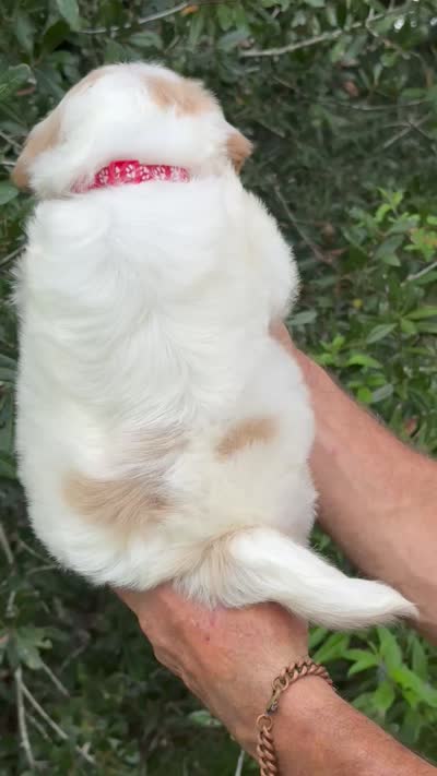Firsta, mini Chowdoodle ( from DoDo parents), a male Chow Chow and Poodle - Miniature  for sale in Sun City Center, FL – 7 of 10