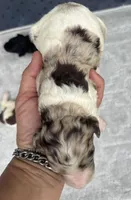 Truffle. “ regular size” chocolate Merle, a male Cockapoo for sale in Tampa, FL – 6 of 10