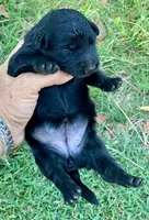 Luna standard Chowdoodle, a female Chow Chow for sale in Tampa, FL – 6 of 6