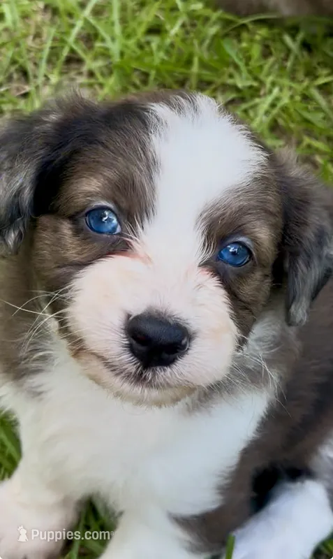 Amy.       Blue eyes – Miniature Aussiedoodle puppy for sale in Ruskin, FL
