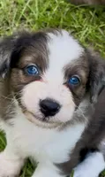 Amy.       Blue eyes, a female Miniature Aussiedoodle for sale in Ruskin, FL – 1 of 10