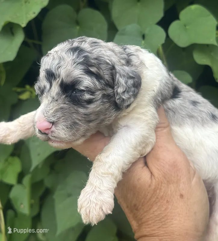 Bluebell. “Regular size” Blue Merle – Cockapoo puppy for sale in Tampa, FL