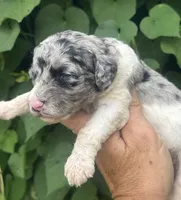 Bluebell. “Regular size” Blue Merle, a female Cockapoo for sale in Sun City Center, FL – 2 of 9