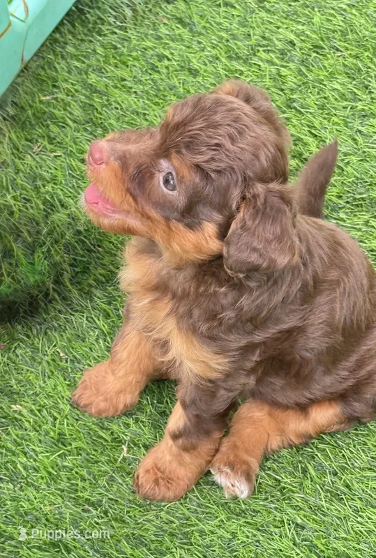 Mocha.  Parents health tested – Miniature Aussiedoodle puppy for sale in Tampa, FL