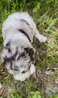 Truffle. “ regular size” chocolate Merle, a male Cockapoo for sale in Ruskin, FL – 4 of 10