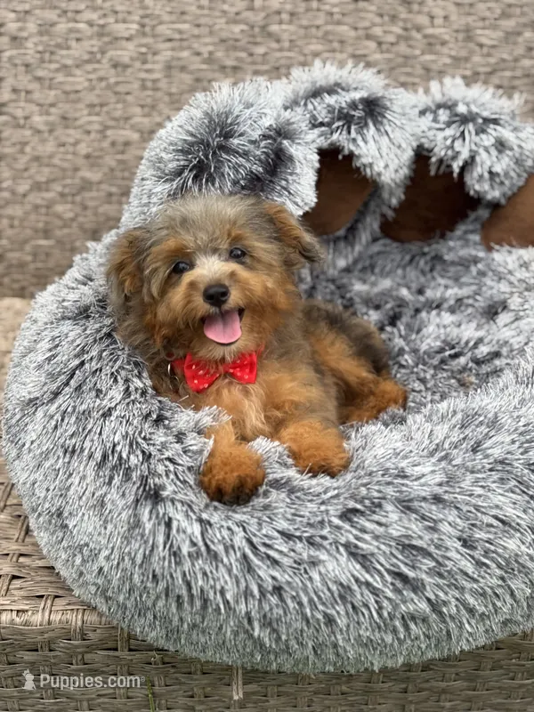 Jan – Miniature Aussiedoodle puppy for sale in Tampa, FL