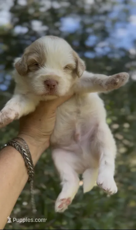Firsta, mini Chowdoodle ( from DoDo parents) – Chow Chow, Poodle - Miniature  puppy for sale in Tampa, FL