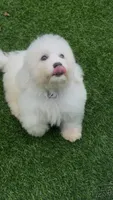Leo petite Chowdoodle, a male Chow Chow and Poodle - Toy  for sale in Tampa, FL – 2 of 6