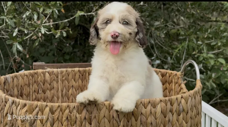 Hazel. chocolate Merle parti – Cockapoo puppy for sale in Ruskin, FL