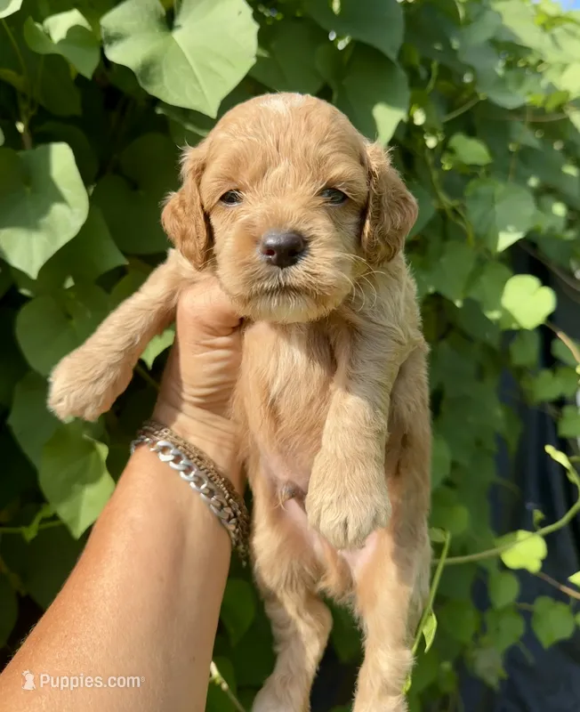 Blue – Cockapoo puppy for sale in Tampa, FL
