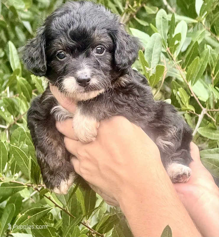 Bear – Miniature Aussiedoodle puppy for sale in Tampa, FL
