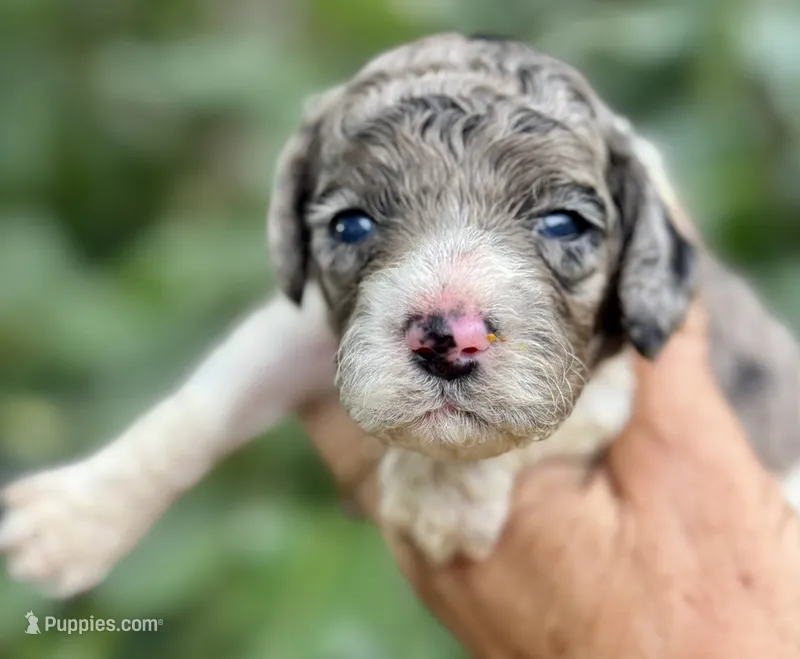 Tania – Cockapoo puppy for sale in Ruskin, FL