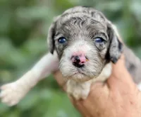 Tania, a female Cockapoo for sale in Ruskin, FL – 1 of 5