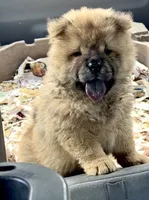 Xuan , a male Chow Chow for sale in Ruskin, FL – 8 of 8