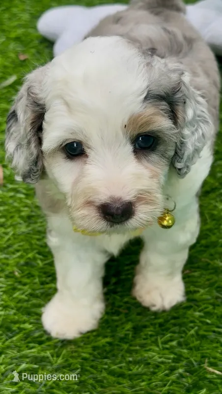Skye  F1b – Miniature Aussiedoodle puppy for sale in Tampa, FL