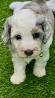 Skye  F1b, a female Miniature Aussiedoodle for sale in Sun City Center, FL – 2 of 10