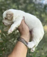 Firsta, mini Chowdoodle ( from DoDo parents), a male Chow Chow and Poodle - Miniature  for sale in Sun City Center, FL – 10 of 10