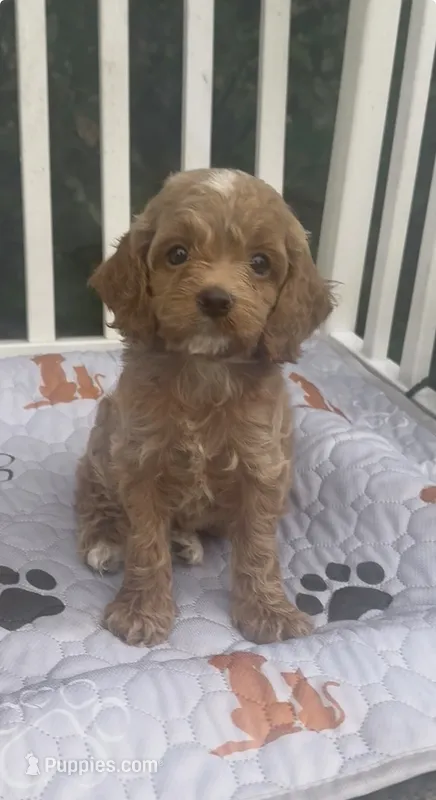 PINK F1 – Cockapoo puppy for sale in Ruskin, FL