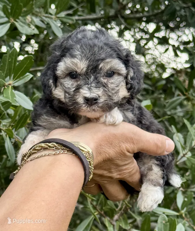 Morkiepoo  – Poodle - Toy , Morkie puppy for sale in Tampa, FL