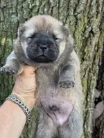 Kuma, a male Chow Chow for sale in Ruskin, FL – 8 of 8