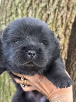 Onyx, a male Chow Chow for sale in Ruskin, FL – 6 of 7