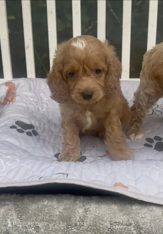 Purple F1 – Cockapoo puppy for sale in Ruskin, FL
