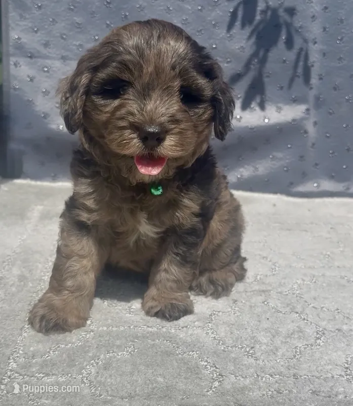 Camo  mini Chowdoodle from DoDo parents  – Chow Chow, Poodle - Miniature  puppy for sale in Tampa, FL