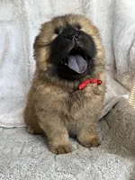 Sakura, a female Chow Chow for sale in Ruskin, FL – 5 of 8