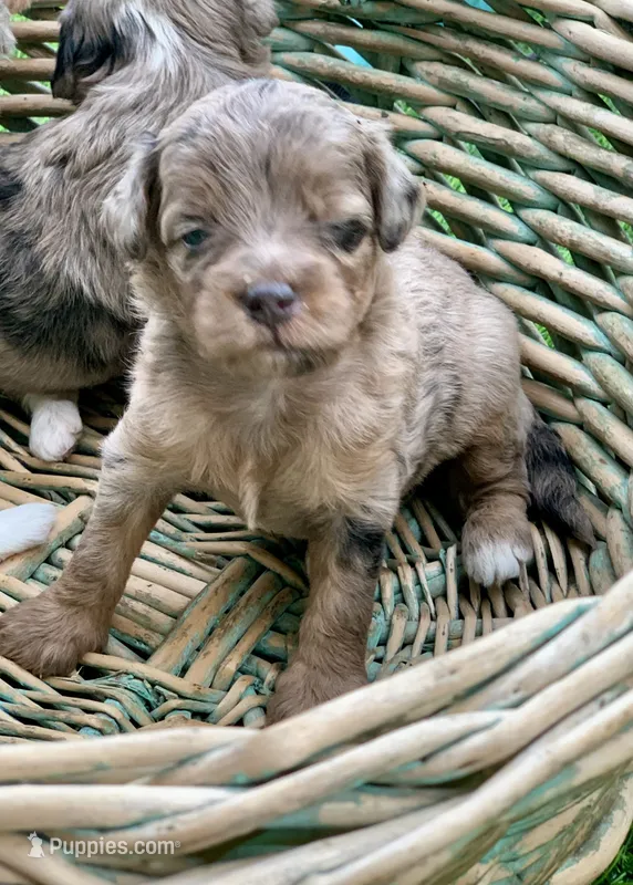 Nova – Miniature Aussiedoodle puppy for sale in Tampa, FL