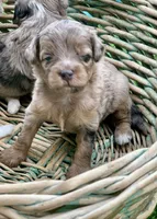 Nova, a female Miniature Aussiedoodle for sale in Tampa, FL – 8 of 10