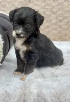 Bear, a male Miniature Aussiedoodle for sale in Tampa, FL – 3 of 10
