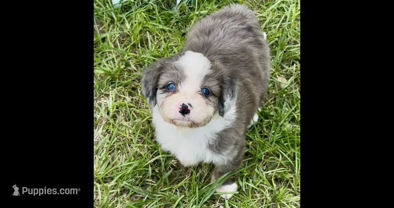 Shania  Blue eyes – Miniature Aussiedoodle puppy for sale in Ruskin, FL