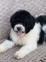 Medium size. , a male Bernedoodle for sale in Tampa, FL – 3 of 5