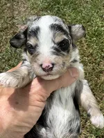 Misty, a female Poodle - Toy  and Morkie for sale in Sun City Center, FL – 8 of 10