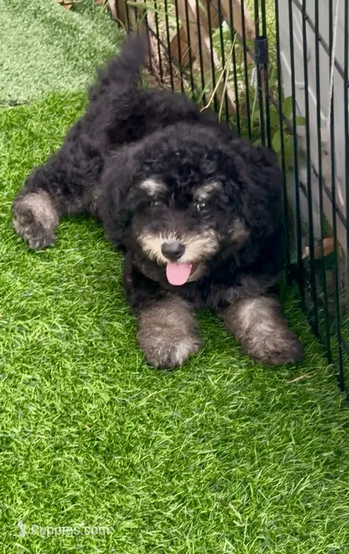 Anna tiny Chowdoodle – Chow Chow, Poodle - Toy  puppy for sale in Tampa, FL