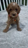 Orange F1, a male Cockapoo for sale in Sun City Center, FL – 5 of 7