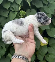 Sapphire. “ regular size” Blue Merle, a female Cockapoo for sale in Tampa, FL – 5 of 10